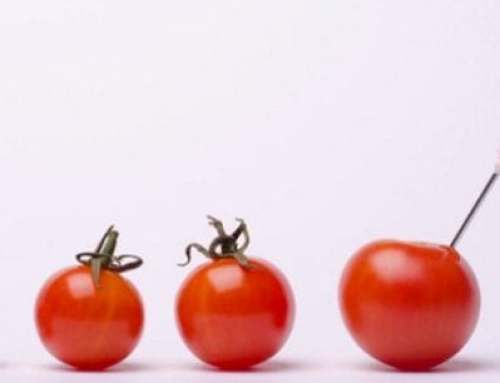 3 diferencias de alimentos ecológicos y transgénicos
